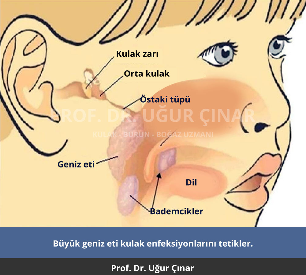 Büyük geniz eti ve orta kulak - Prof. Dr. Uğur Çınar